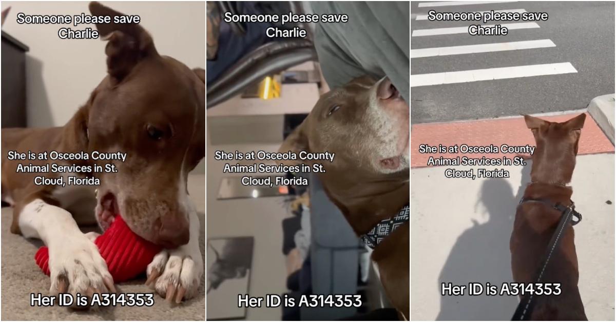 TikTok images of a dog chewing on toys, playing, and walking on a leash.