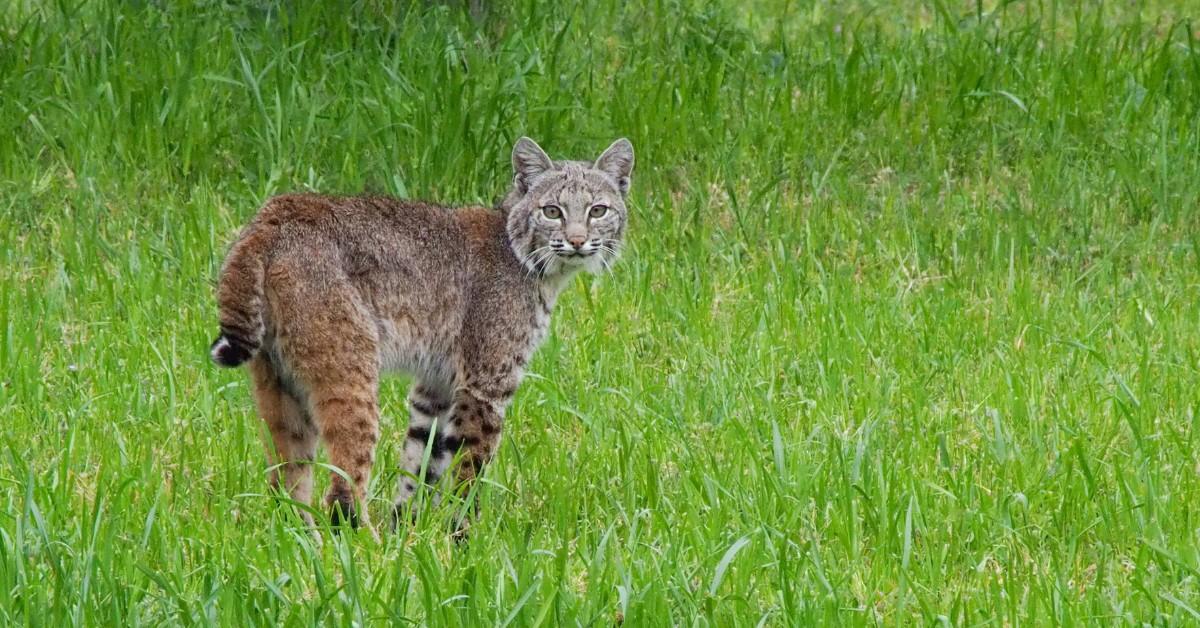 A bobcat looks over his shoulder while standing in a grassy field