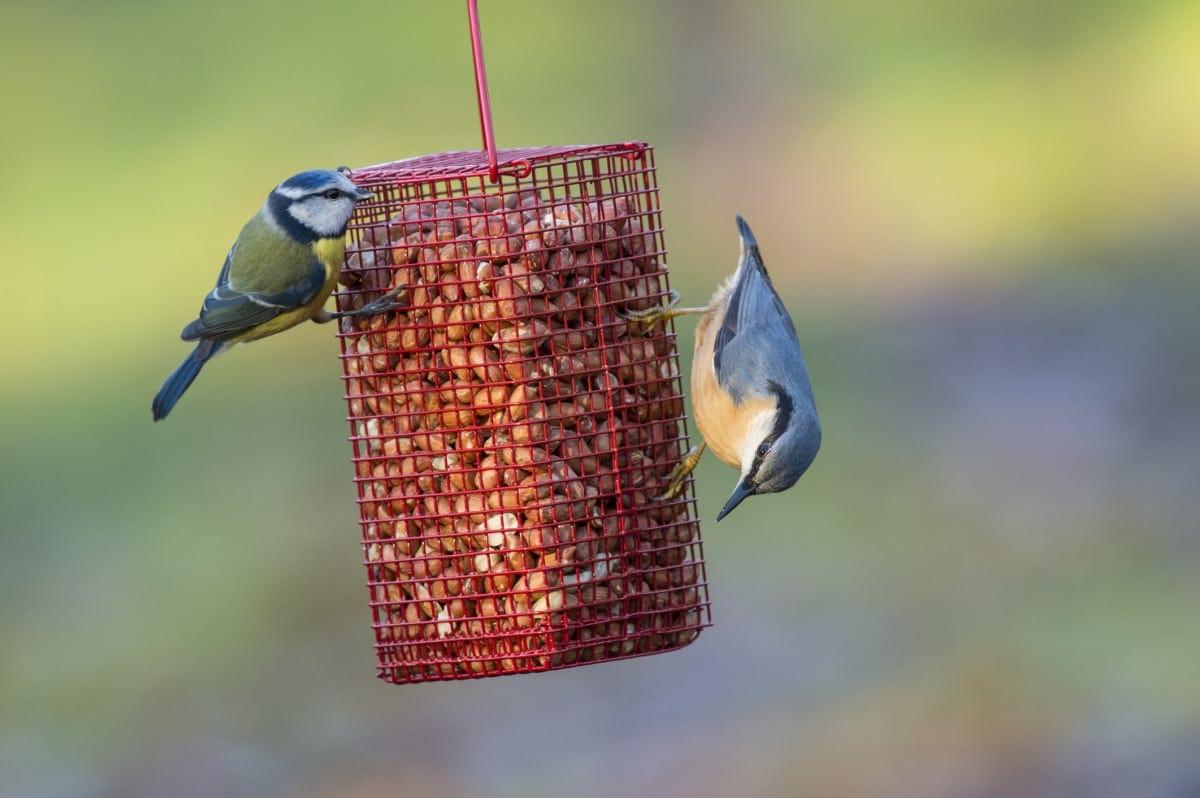 pn/ccf d fcb adf bacbea