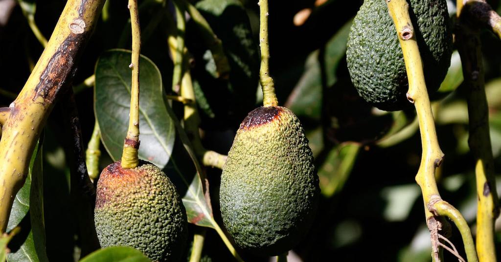 The Surprising Environmental Impact of Avocados
