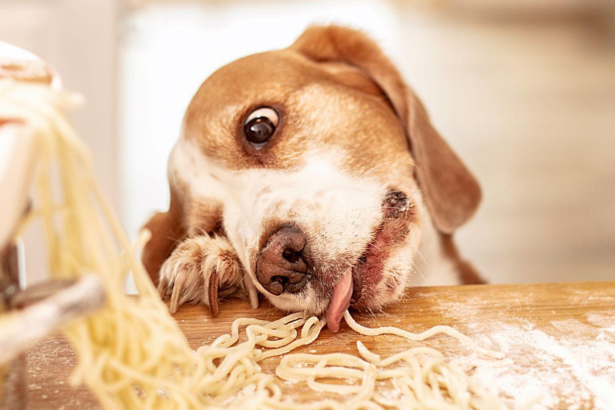 Dog eating spaghetti off the kitchen table