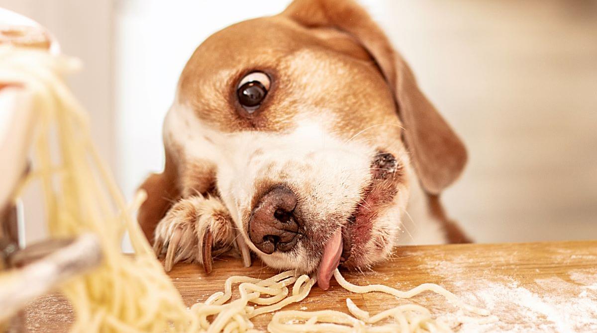 What To Do If Your Dog Won't Eat Food, But Will Eat Treats