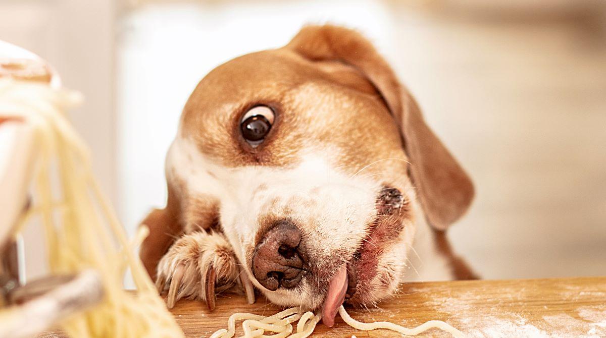 What to Do if Your Dog Won't Eat Food, But Will Eat Treats