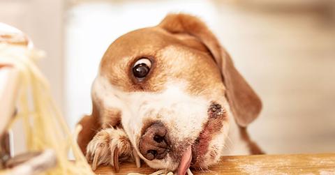 Dog eating spaghetti off the kitchen table