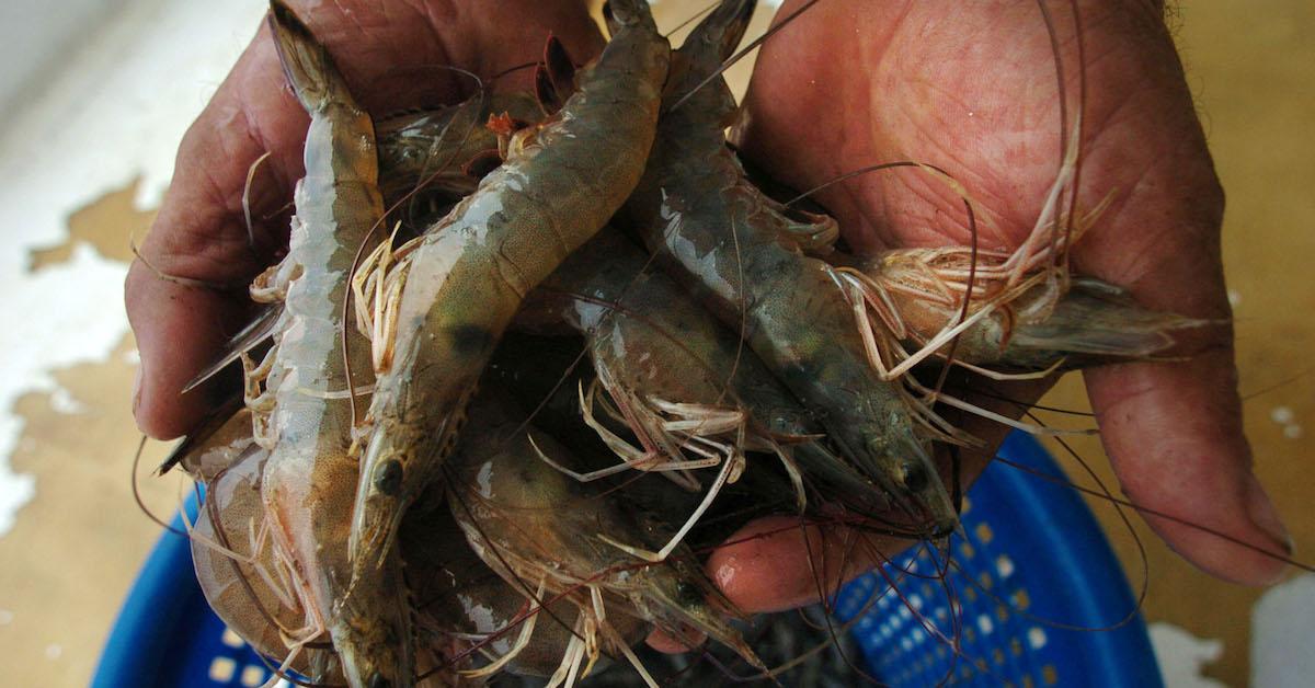 Are farm-raised shrimp bad?