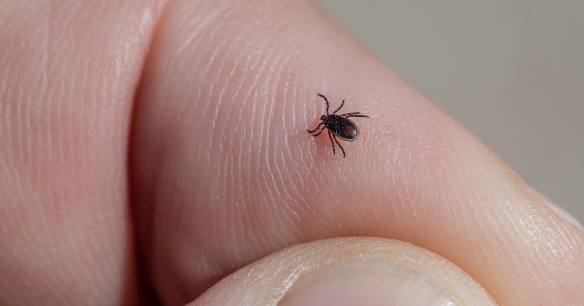 Zoomed-in photograph of a tick on someone's hand. 