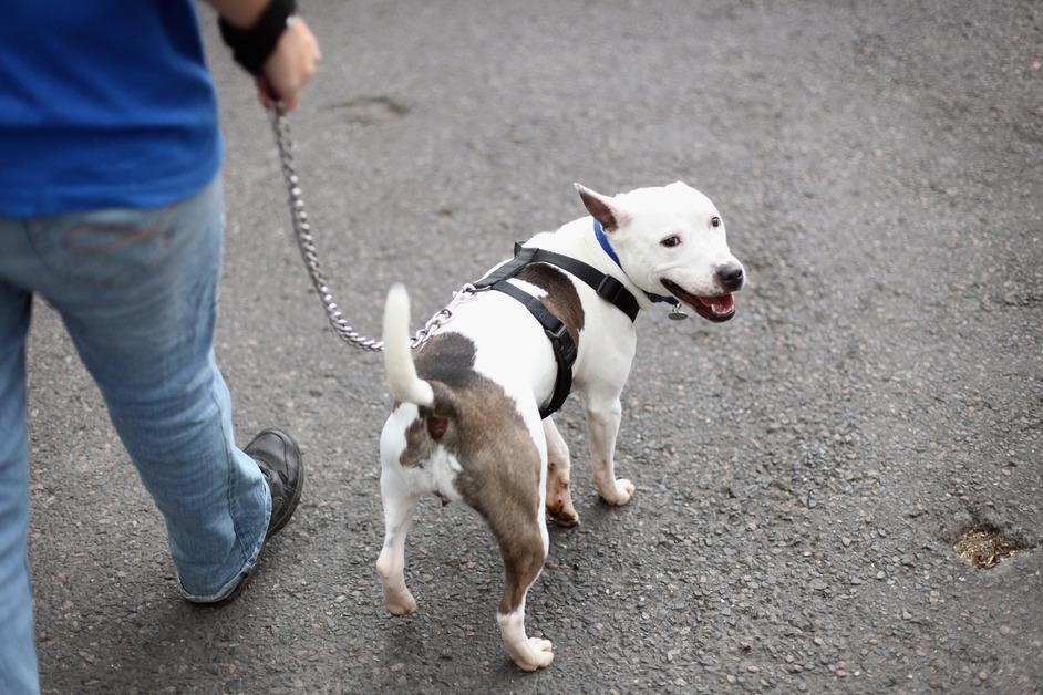 Pit Bull walking