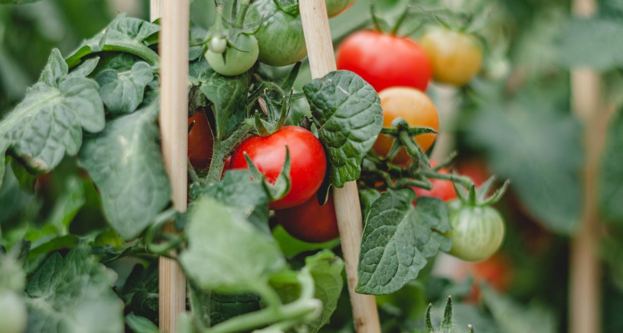 Are Coffee Grounds Good for Tomato Plants? What to Know