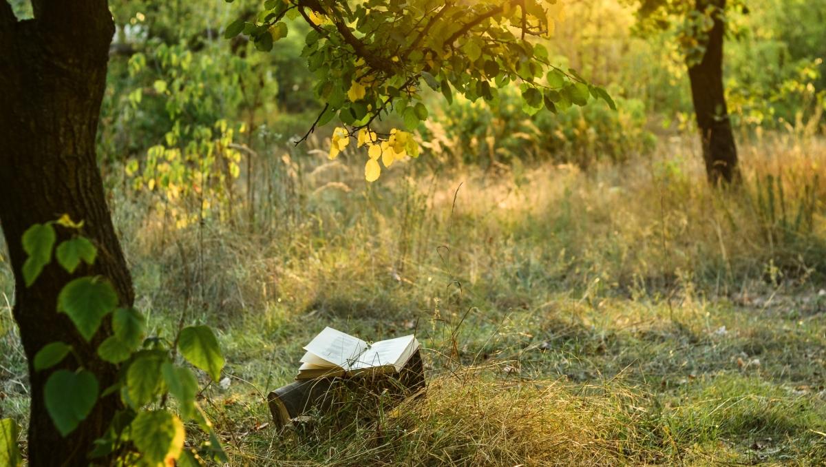 An open book sits in between trees in a forest. 