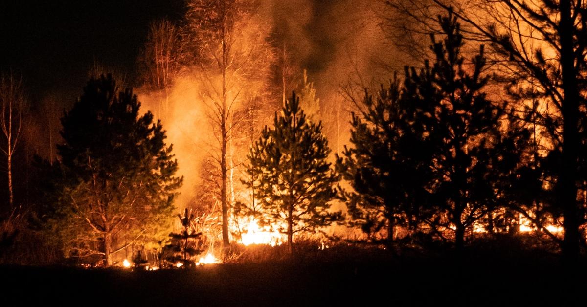 Trees on fire during a wildfire.