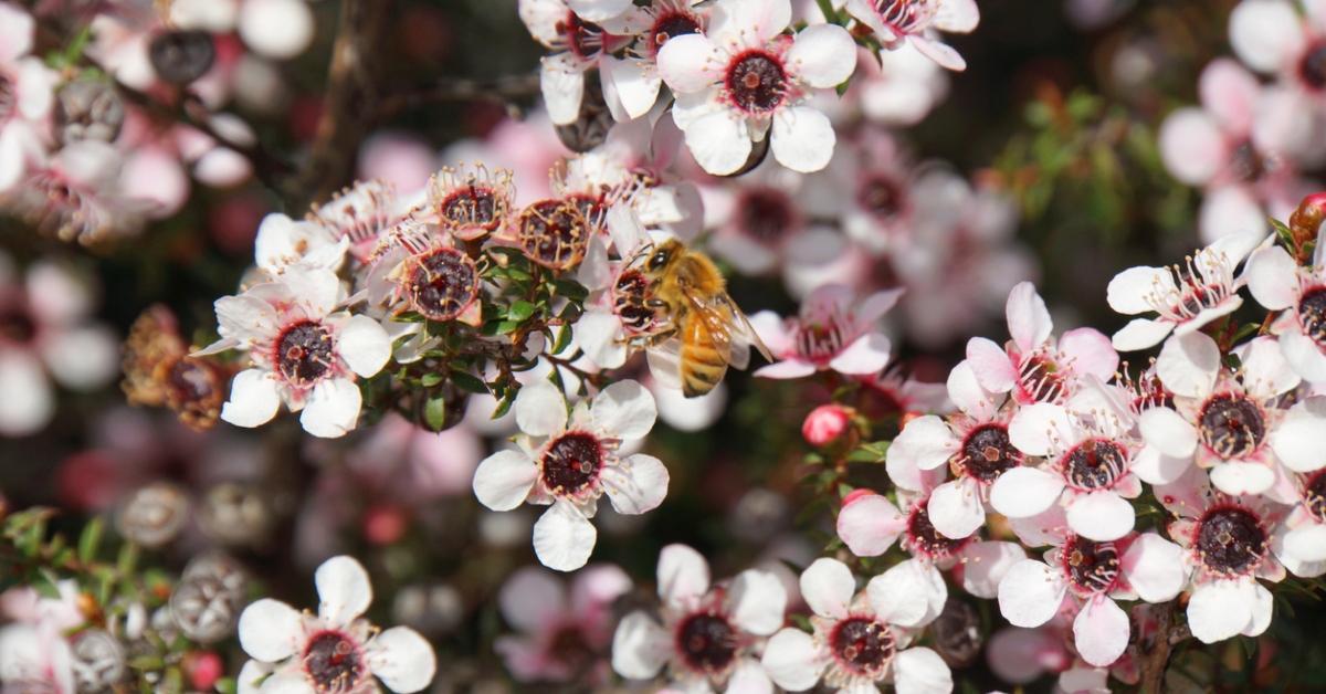 Bee pollinating a manuka bush. 