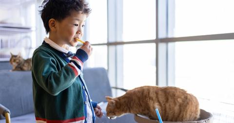 Can Your Cat Have French Fries? Vets Say No — Here's Why