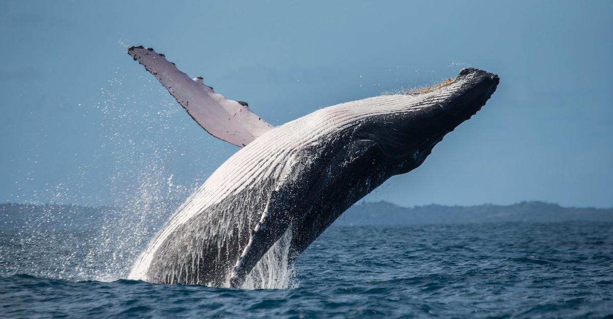 exploding sperm whale