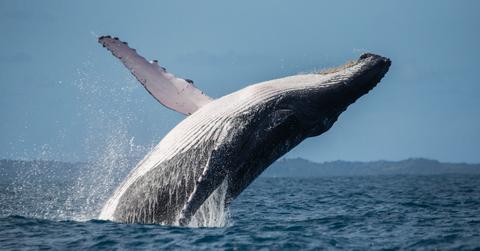 Whale jumps out of water