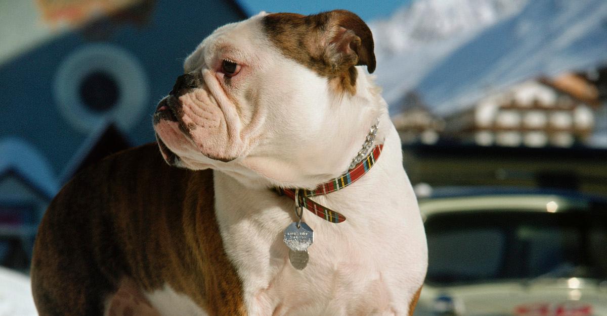 Which Dog Breeds Were Banned in Norway? What You Should Know