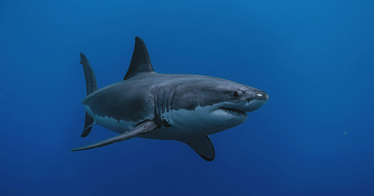 A great white shark swims in the open water