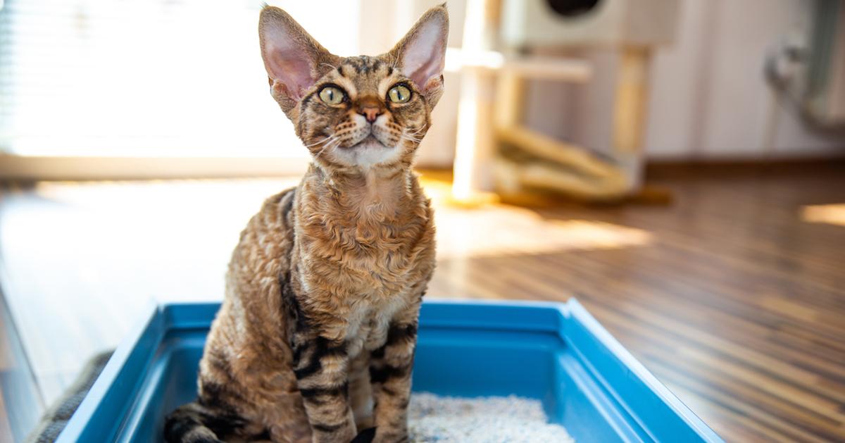 why-does-my-cat-sit-in-the-litter-box