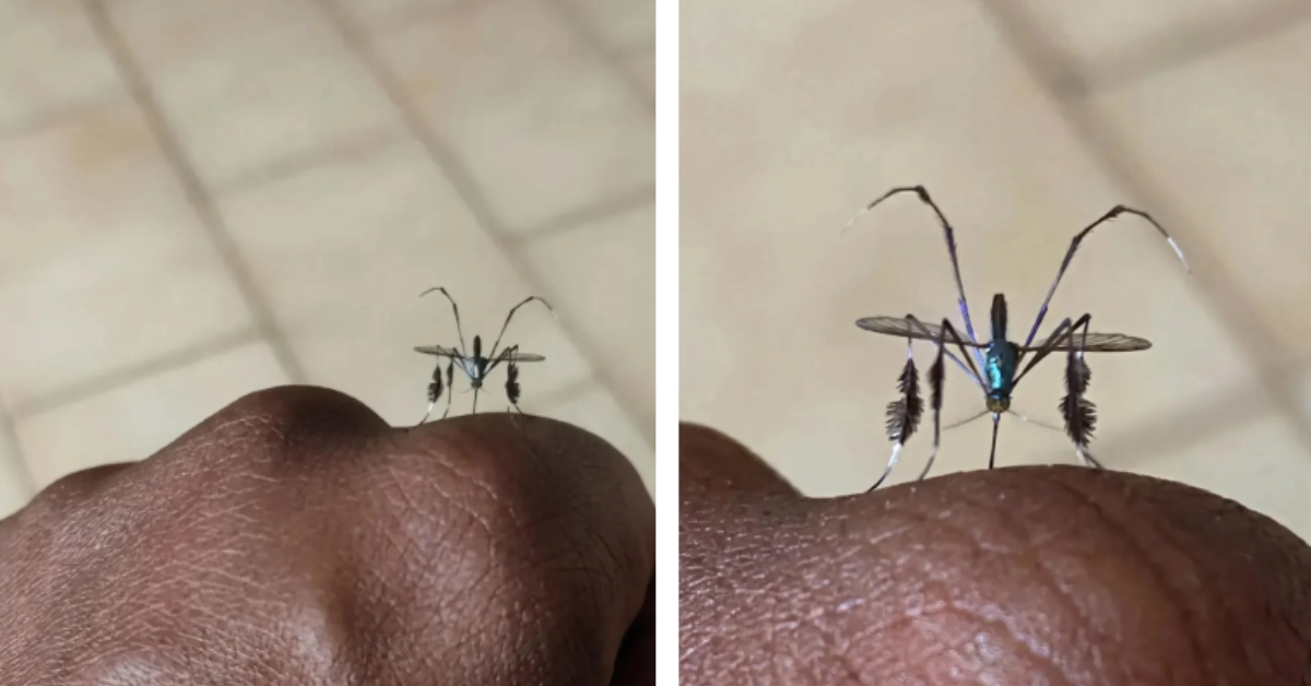 A closeup of a paddle legged mosquito standing on someone's hands