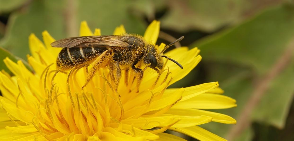 A bee on a yellow flower. 