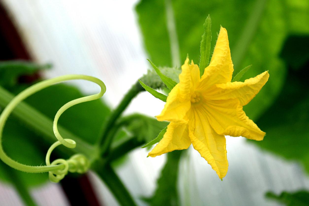 Yellow flower from cucumber plant