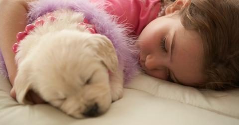 Dog sleeping position