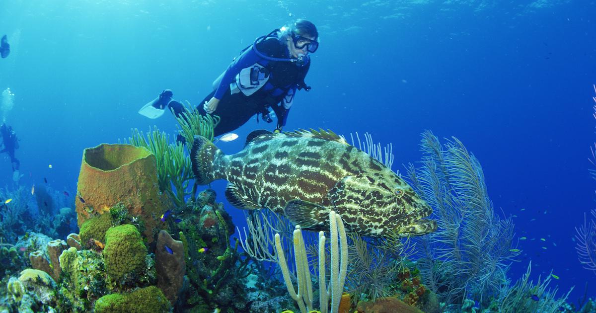 why are coral reefs important to the ecosystem