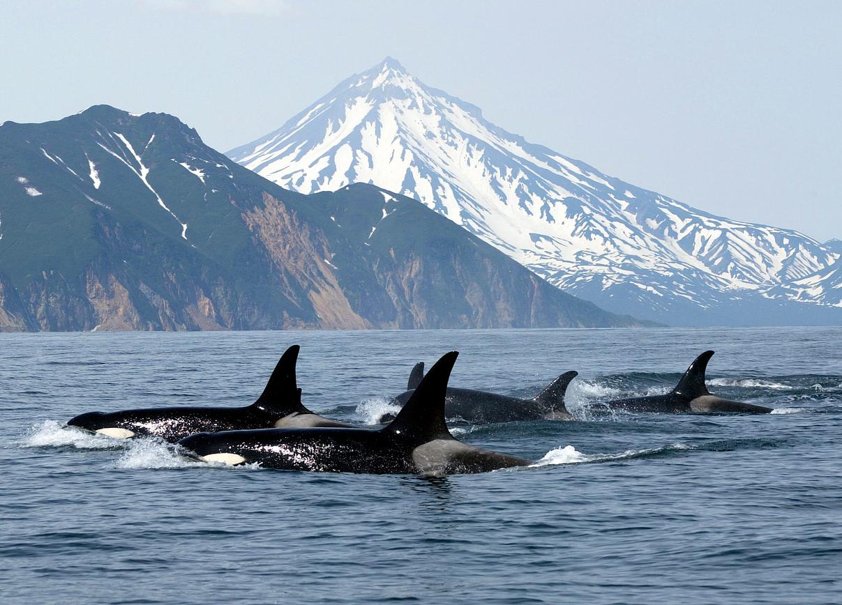 Four killer whales appear above the water with snowy mountains in the background.