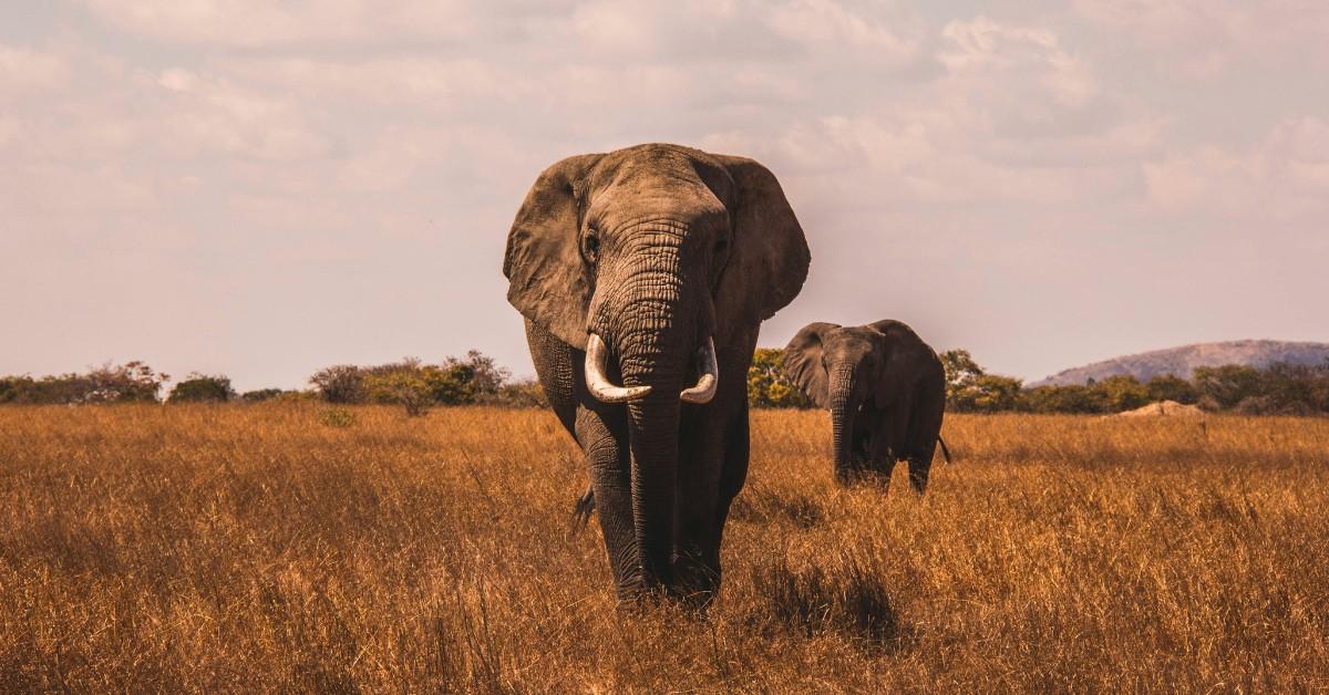 A pair of elephants walk through a grassy field