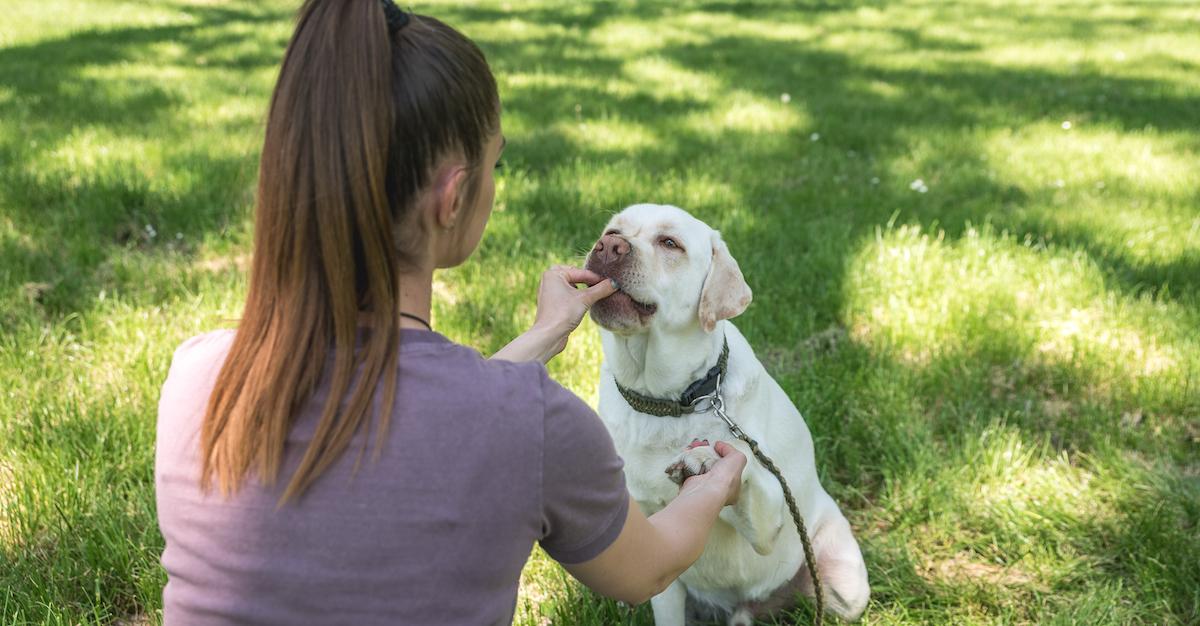 Should I Bring My Dog to the Dog Park? 8 Things Pet Parents Should Know