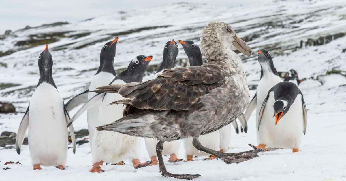 A giant Southern petrel is trying to attack emperor penguins. (Representative Cover Image Source: Getty Images | Danita Delimont)