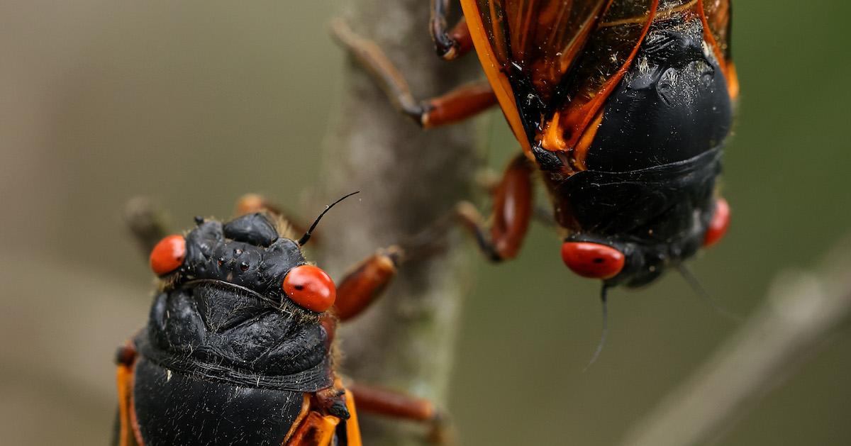 Brood X cicadas