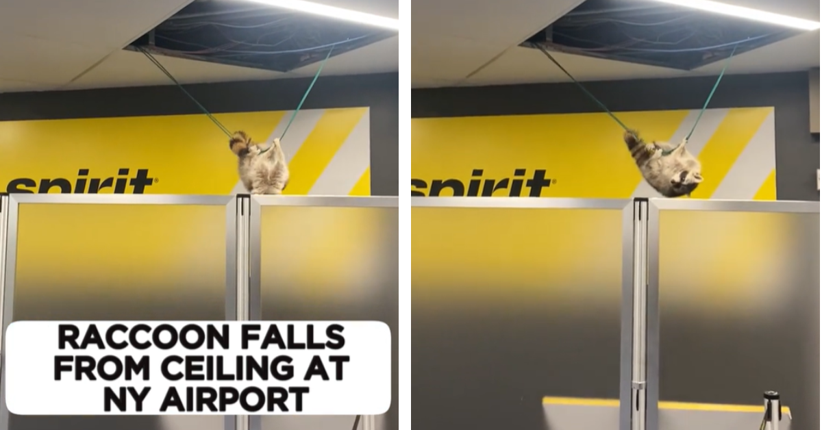 A raccoon hangs from a wire in front of a Spirit Airlines gate at New York's LaGuardia Airport