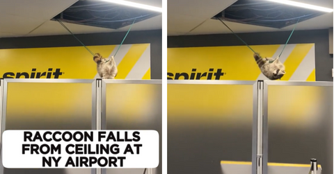 A raccoon hangs from a wire in front of a Spirit Airlines gate at New York's LaGuardia Airport