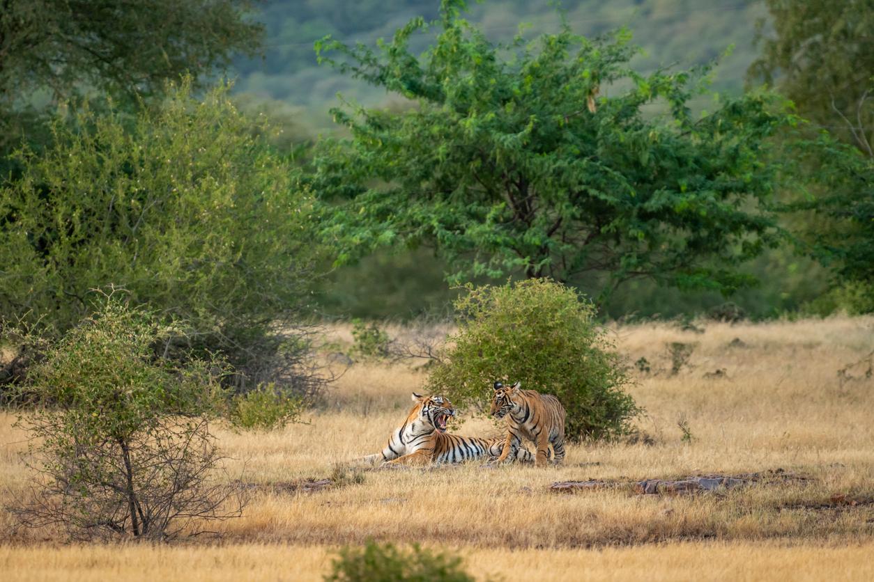 One tiger snarling at another in the savannah. 