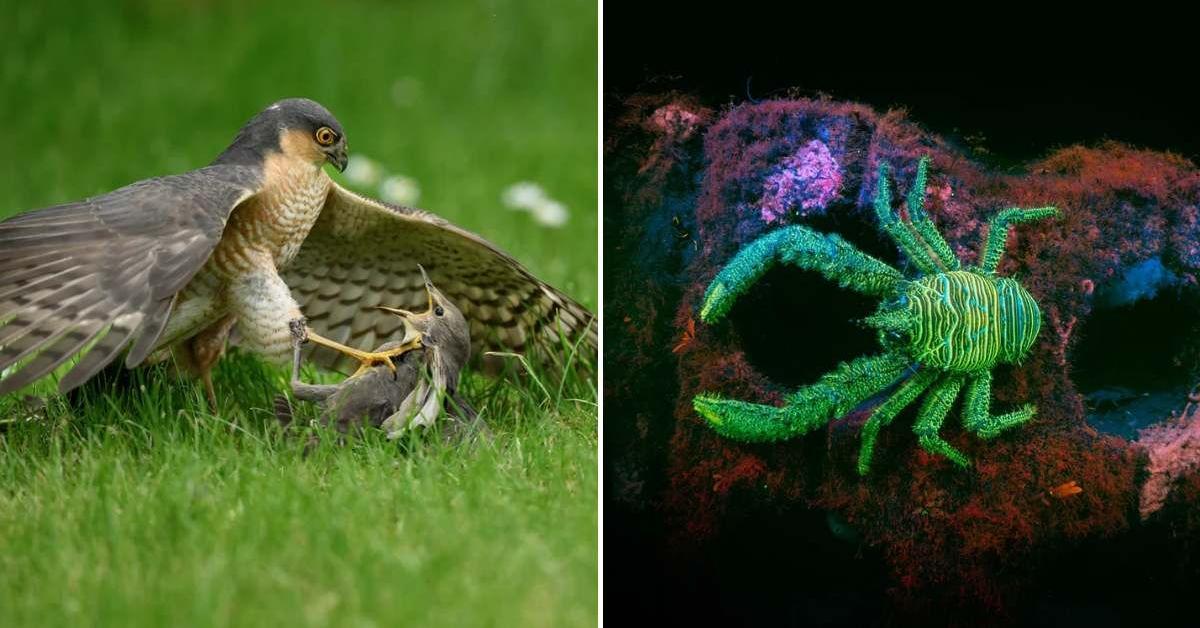 14 Mesmerizing Images That Won the 2026 British Wildlife Photography Awards