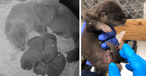 A mom otter snuggles with her babies while one is held up for a health check