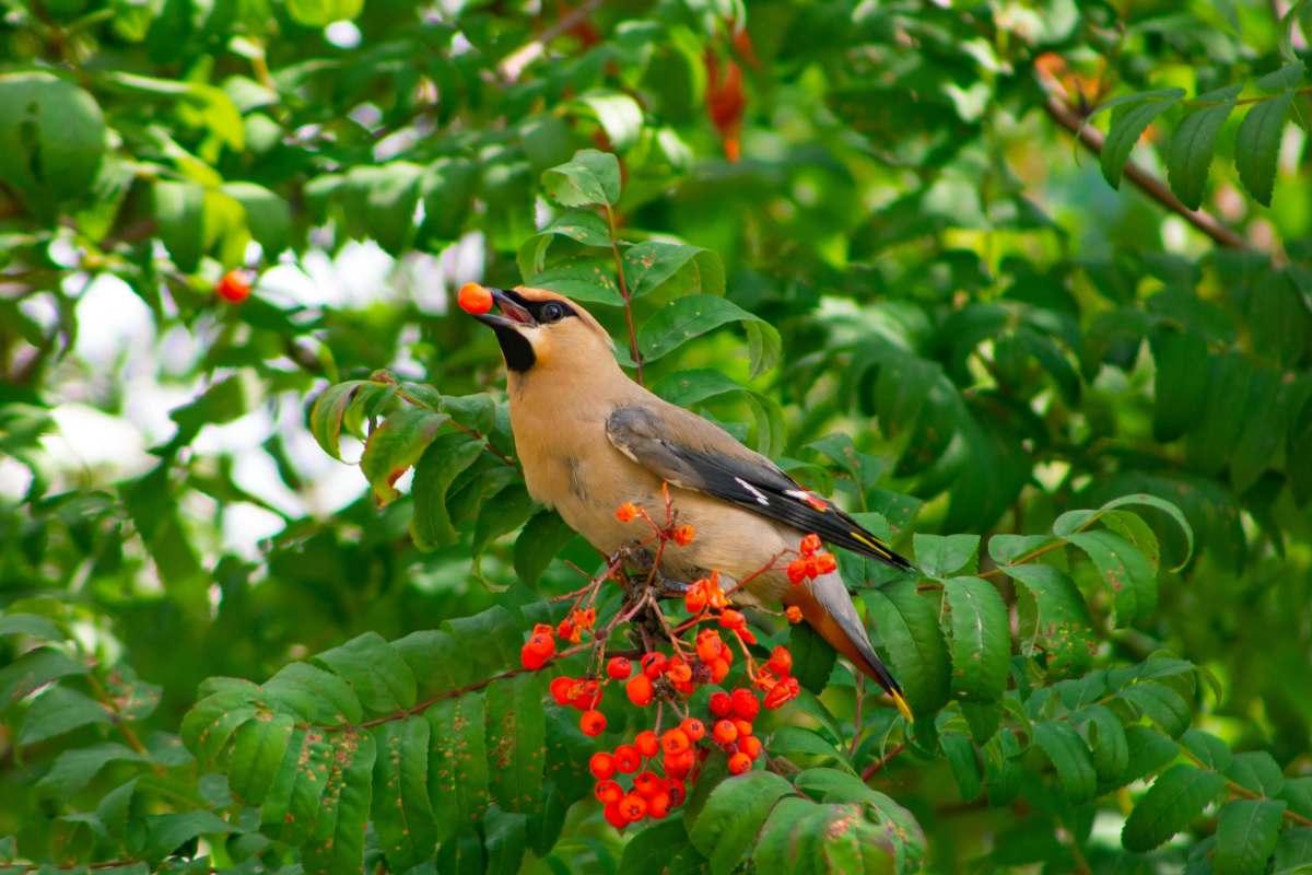 pn/dcdab f df b eedbdff