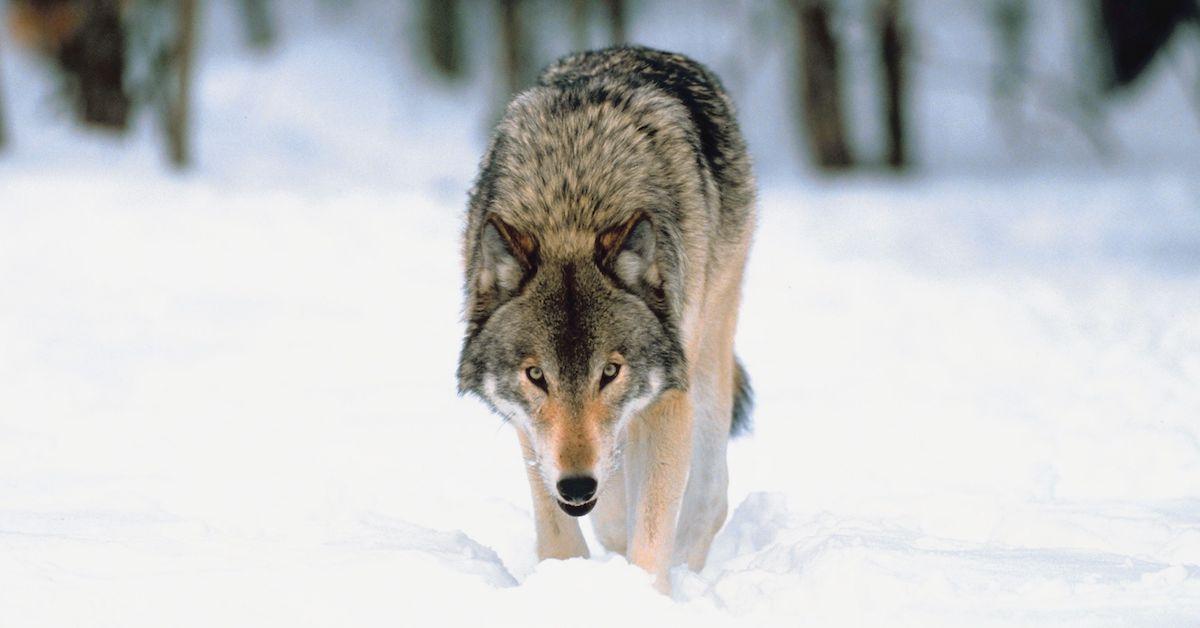 gray wolves hunting