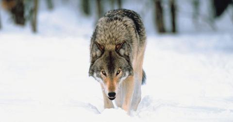 Wisconsin Wolf Hunters