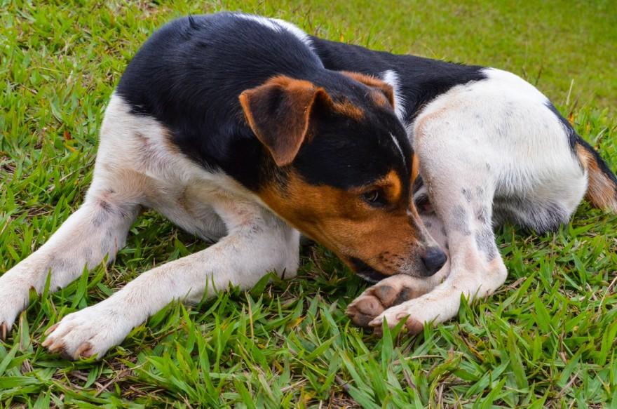 A large dog cranes his neck to chew on his hind paws while laying in a field of grass on a farm.