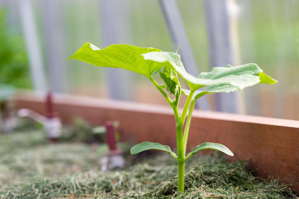 Cucumber plant sprouting in vegetable garden