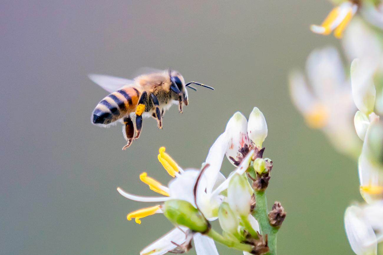 bee flower pollen