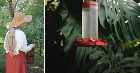 (L) A woman in her garden. (R) A Hummingbird Perched on Feeder. (Representative Cover Image Source: Pexels | (L) Vildan Hanne Doğan, (R) Dante Muñoz)