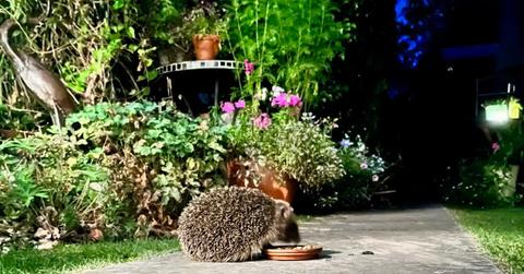 Hedgehogs (Erinaceus europaeus) visiting a small domestic garden where the owner puts out food each evening (Representative Cover Image Source: Getty Images | Trudie Davidson)