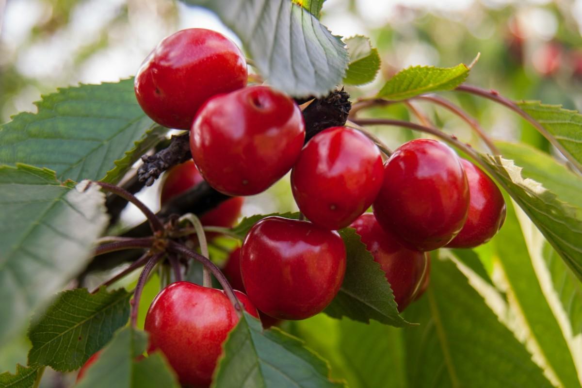 Cherries growing on a cherry tree