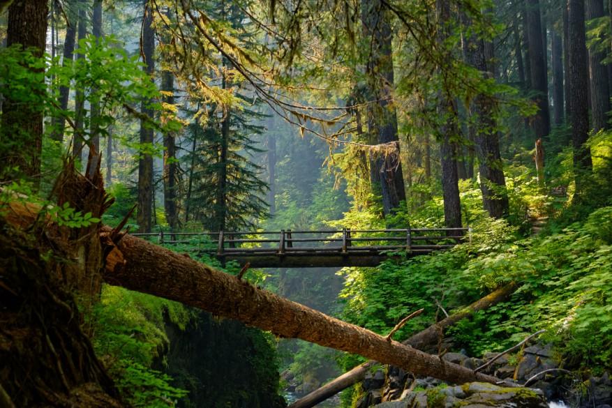 A bridge at Sol Duc Falls overlooks a river in the Olympic Mountains of Olympic National Park.