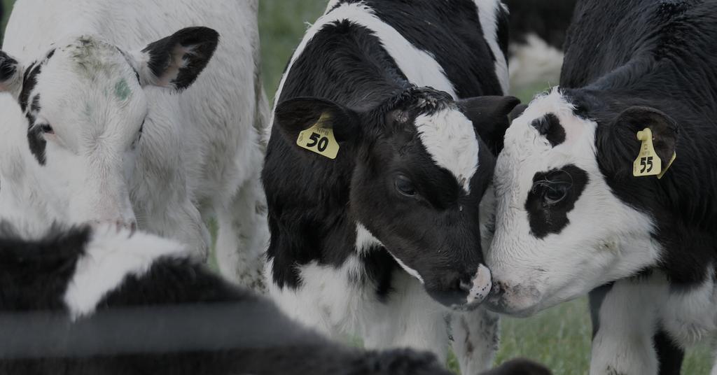 ‘Milked’ Documentary Exposes Dairy Industry's Impacts — How to Watch