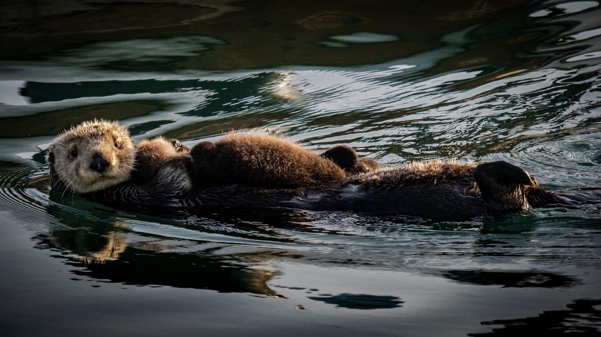 otters swimming together