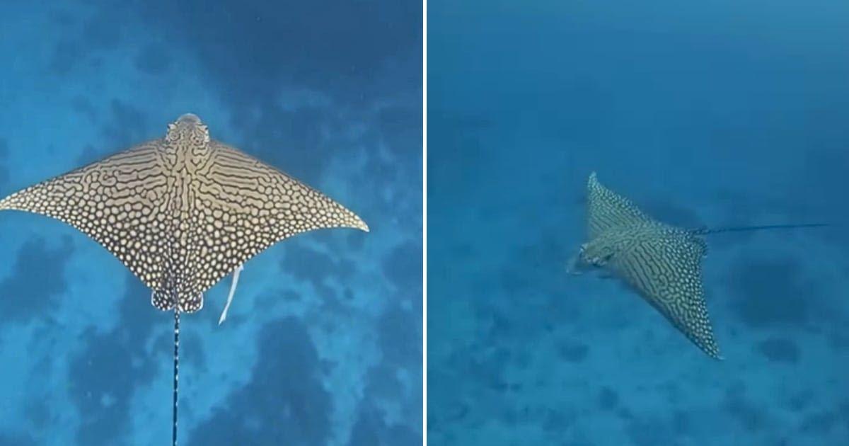 Ray captured at Lady Elliot Island Resort (Cover Image Source: Instagram | @ladyelliotislandecoresort)