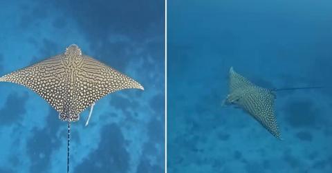Ray captured at Lady Elliot Island Resort (Cover Image Source: Instagram | @ladyelliotislandecoresort)